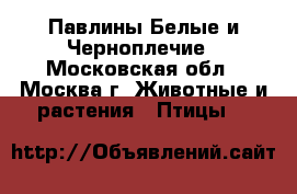 Павлины Белые и Черноплечие - Московская обл., Москва г. Животные и растения » Птицы   